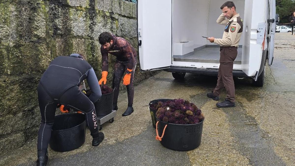 Las capturas de erizo en Galicia, bajo mínimos