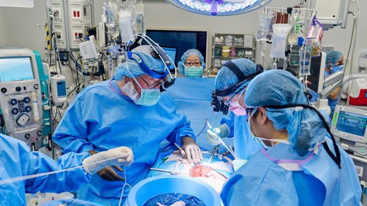Realizan el primer trasplante combinado de bomba cardíaca y riñón de cerdo a una paciente con una enfermedad terminal