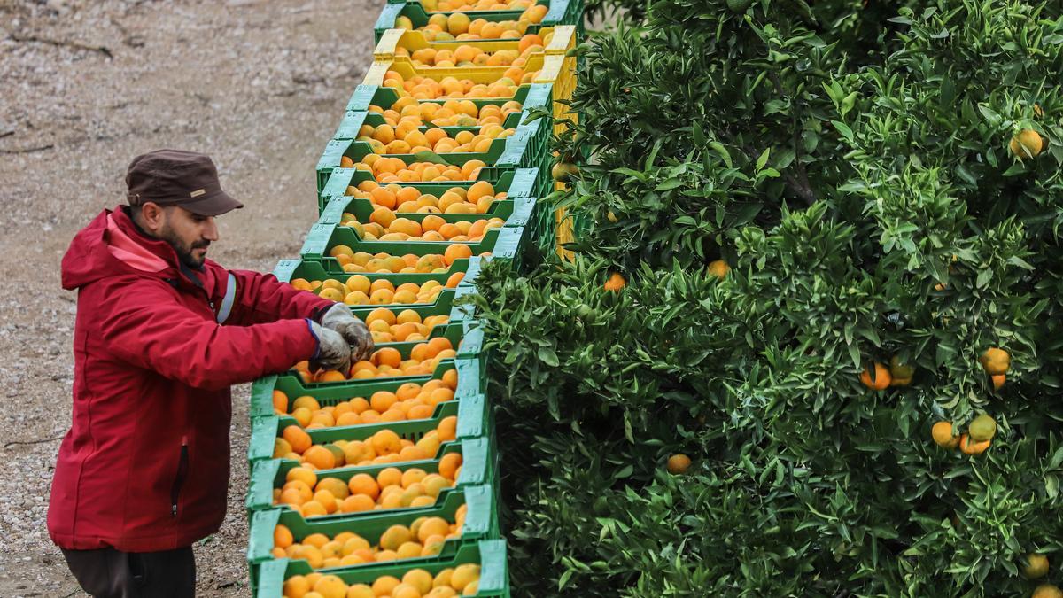 Recolección de naranjas en unos terrenos de La Murada, en Orihuela.