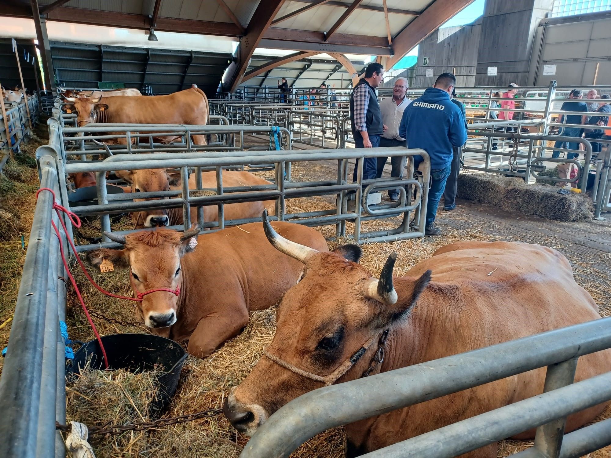 Agrosiero, así se celebra la gran fiesta del campo en la Pola