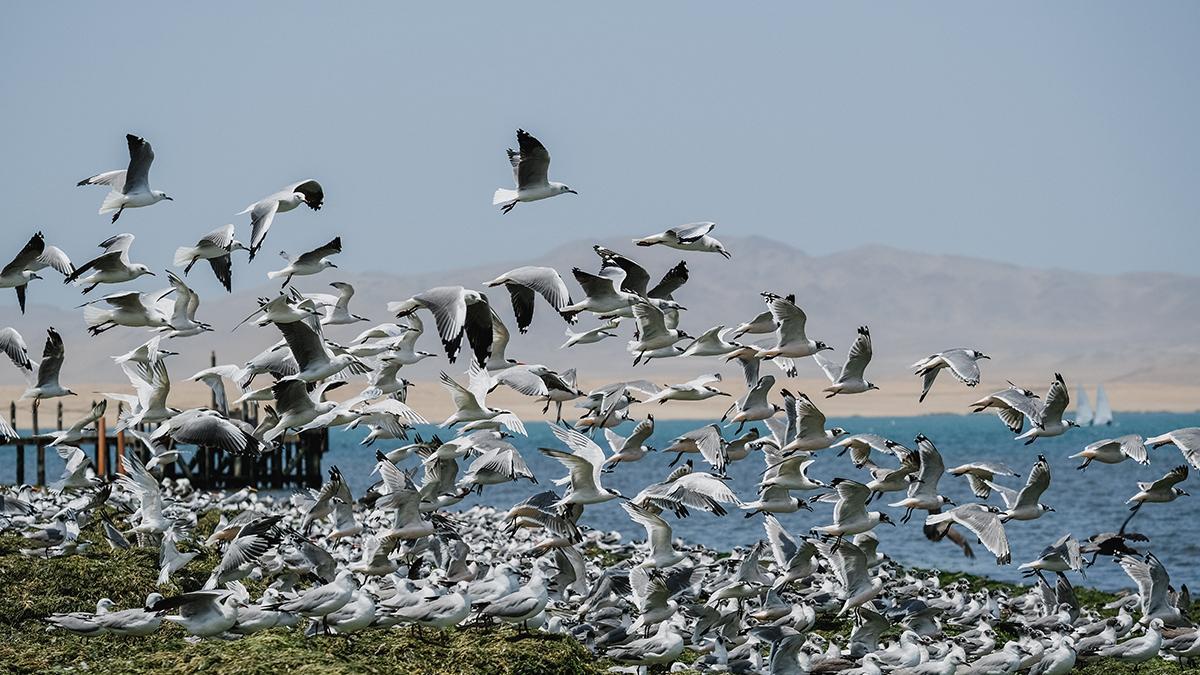 La riqueza natural de Paracas se descubre entre colonias de aves marinas, la Reserva Nacional y las cercanas Islas Ballestas, accesibles desde el muelle privado del hotel.