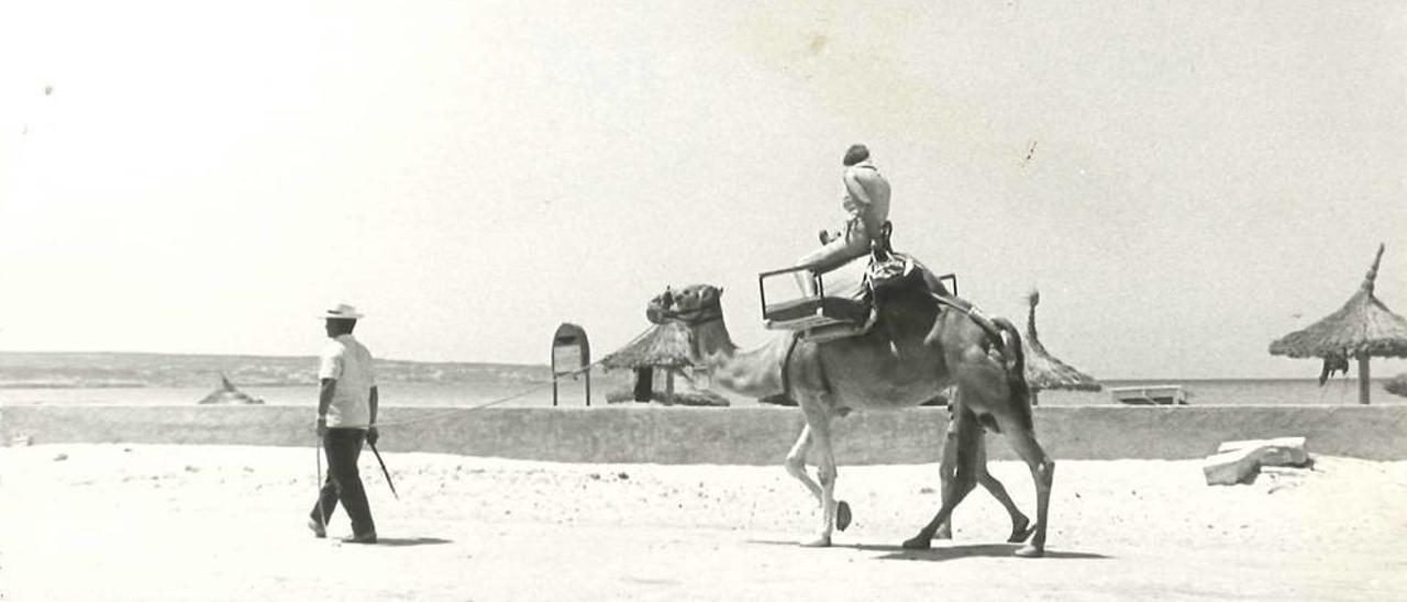 Un ´camelus dromedarius´ pasea por el desierto de s´Arenal.