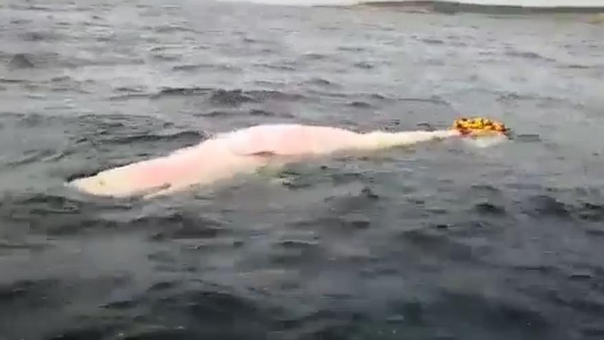 Aparece un cachalote muerto a la deriva en Cala Figuera atrapado en redes de pesca