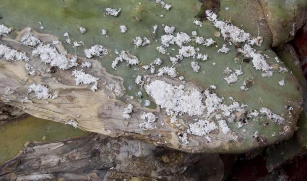 Sagunt baraja quitar las paleras que infectó con cochinilla tras las quejas