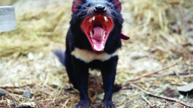 amadridejos35328517 tasmania tasmanian devil el demonio de tasmania es un mar160830184021