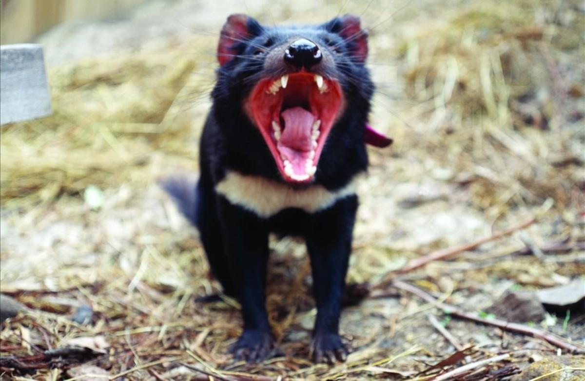 amadridejos35328517 tasmania tasmanian devil    el demonio de tasmania es un mar160830184021