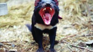 Un ejemplar adulto de diablo de Tasmania, carnívoro marsupial del tamaño de un pequeño perro.
