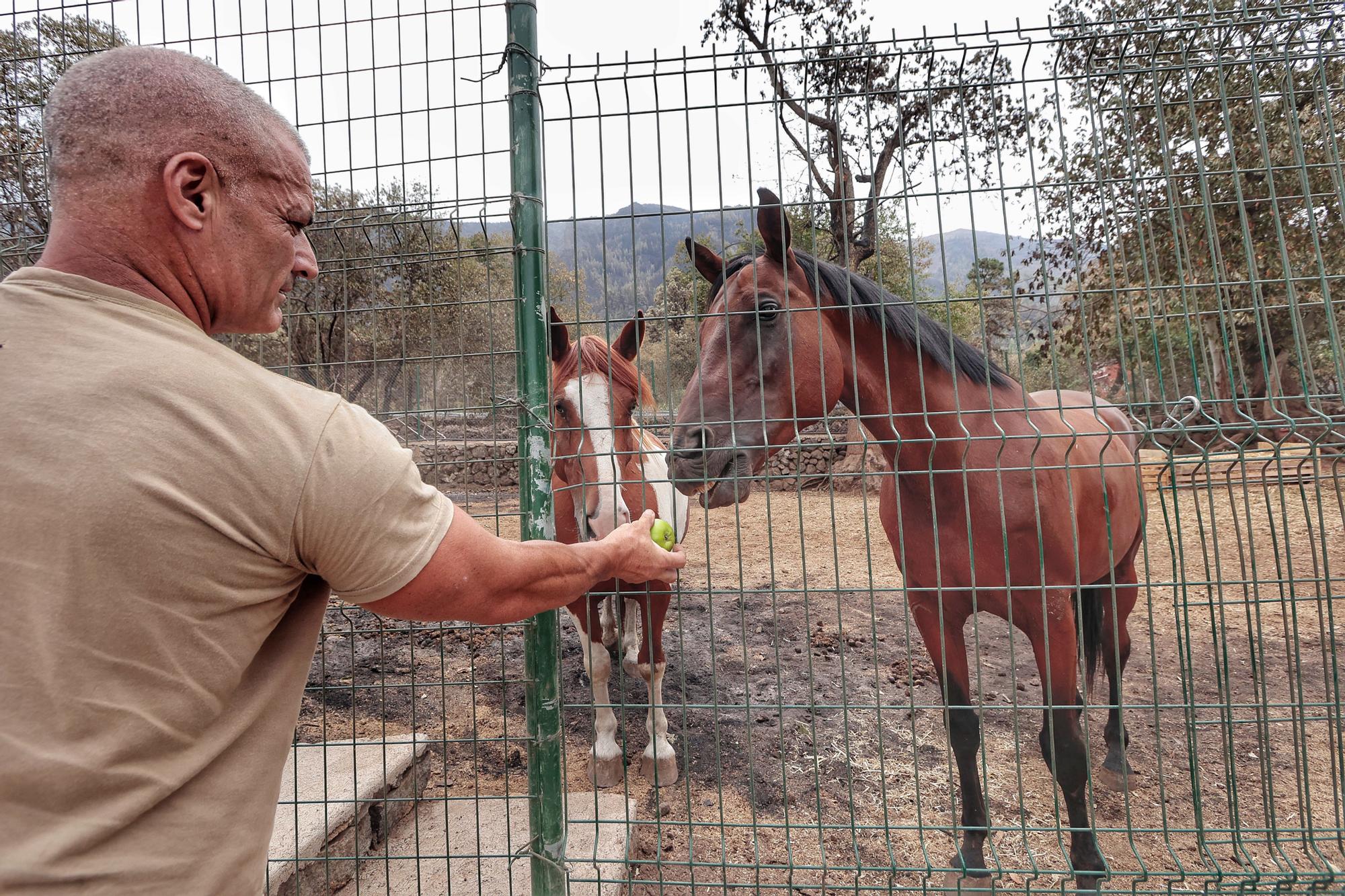 Vecinos de Aguamansa regresan a sus casas tras el incendio en La Orotava