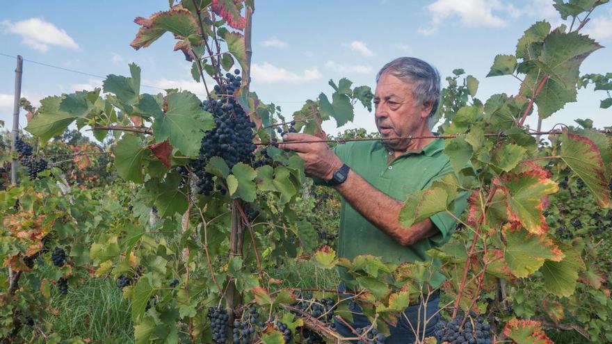 Concluye la fase de campo que avalará la legalización del tinto Barrantes