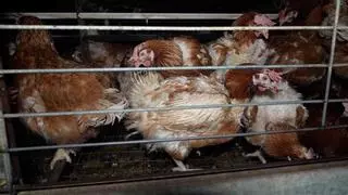 Entidades animalistas denuncian ante la Fiscalía otra granja avícola de Manacor