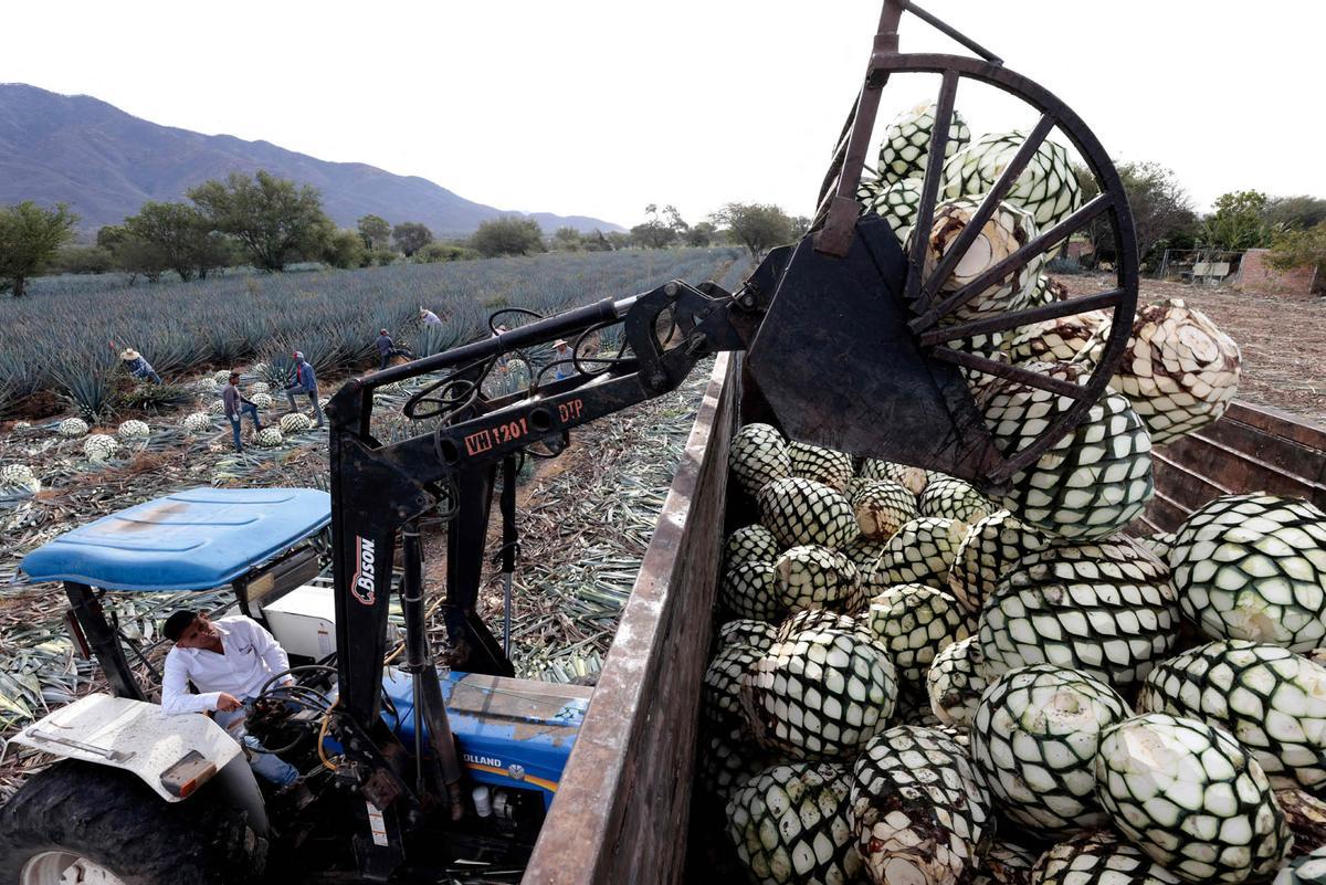 La ciudad de Tequila celebra en 2024 50 años de la Denominación de Origen del Tequila.