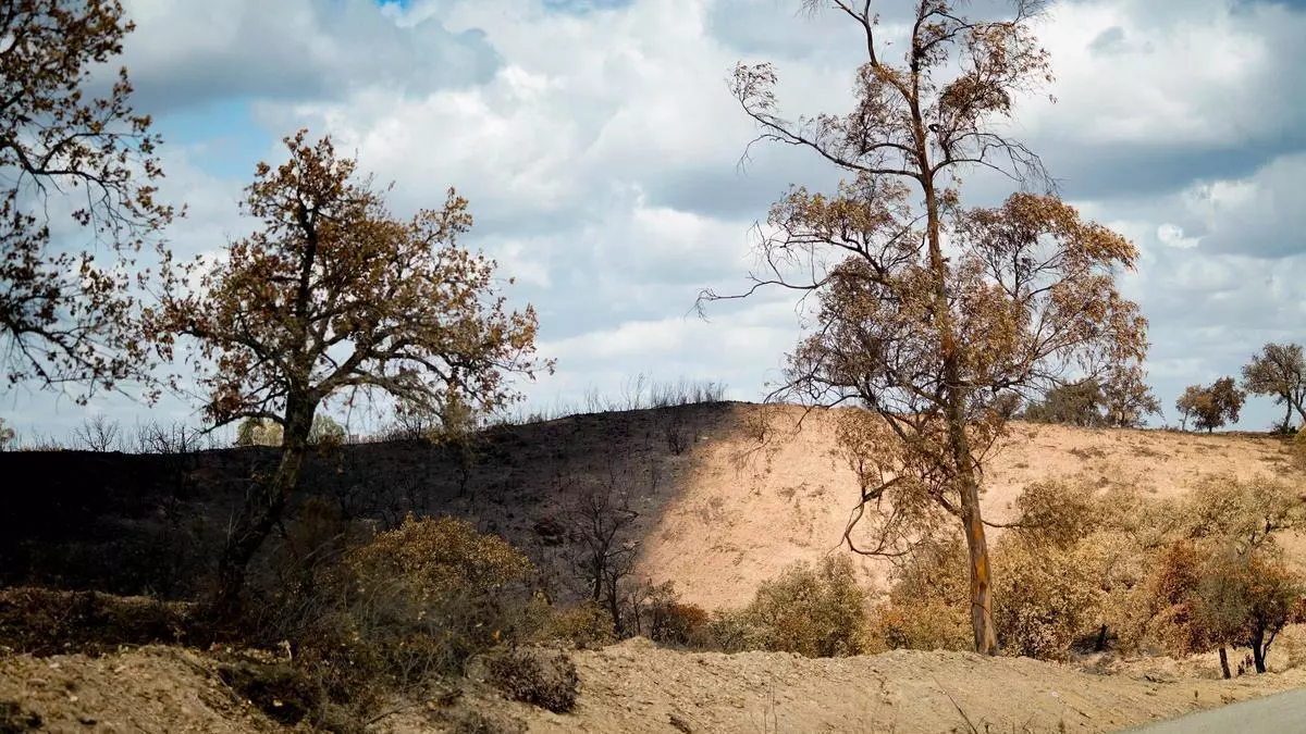 El incierto futuro de la única cooperativa corchera de Andalucía tras el incendio de Niebla: "El fuego la ha aniquilado"