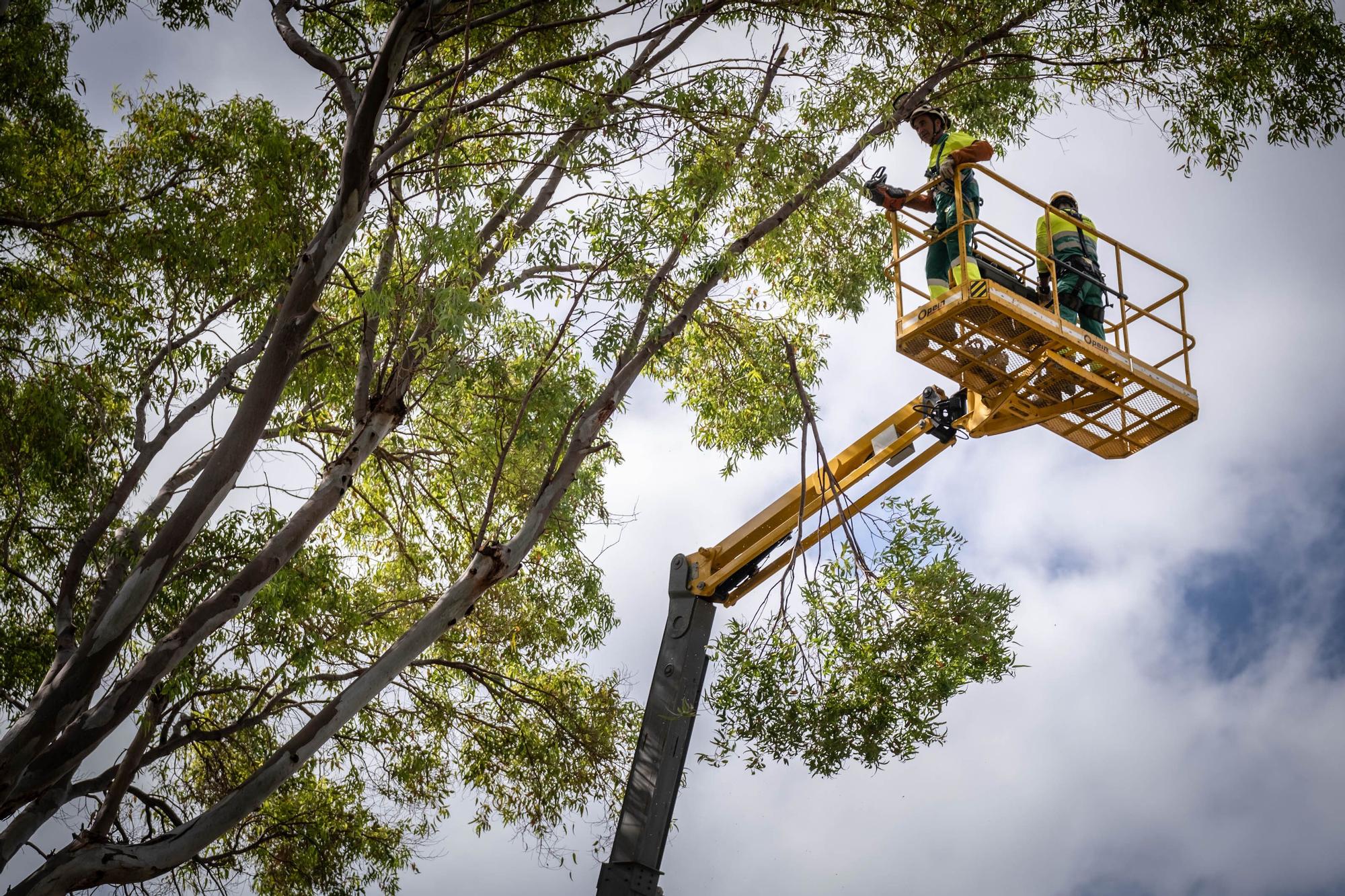 El Ayuntamiento de Santa Cruz tala un árbol en el Parque García Sanabria después de que una de sus ramas cayera sobre un turista.