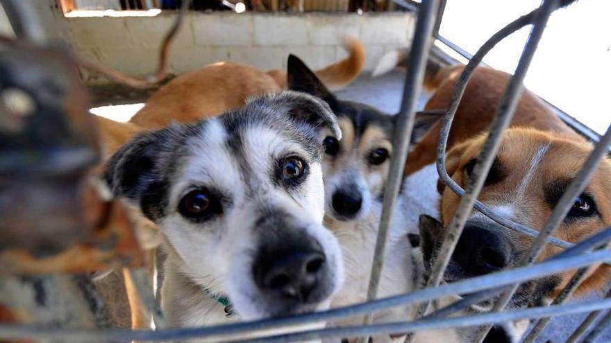 Mieres invierte 80.000 euros al año en el albergue de animales - La Nueva  España