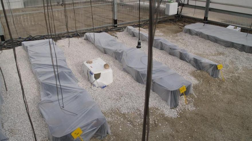 Ensayo de la técnica combinada de solarización y ozonización en una finca experimental del Imida.