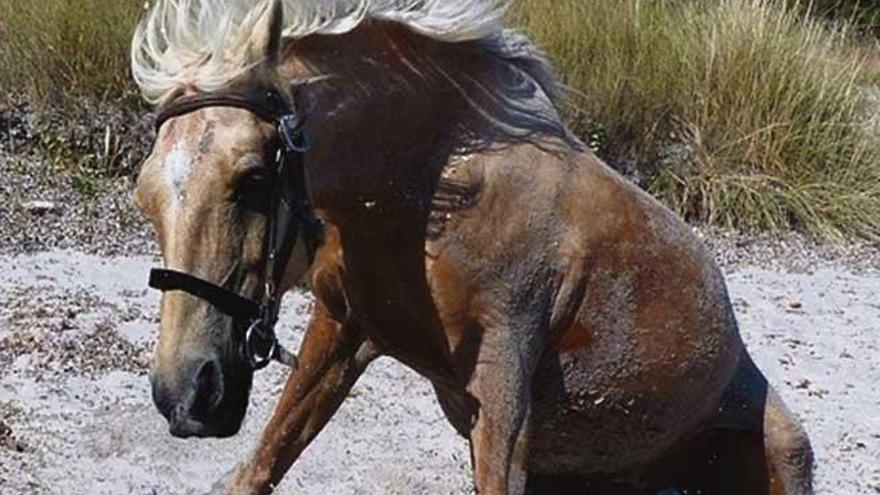 ¿Cómo cuidar un caballo maltratado?