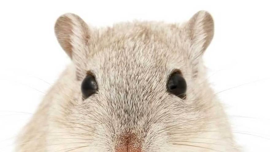 Mutis de la Universidad sobre el caso de los 6.000 ratones