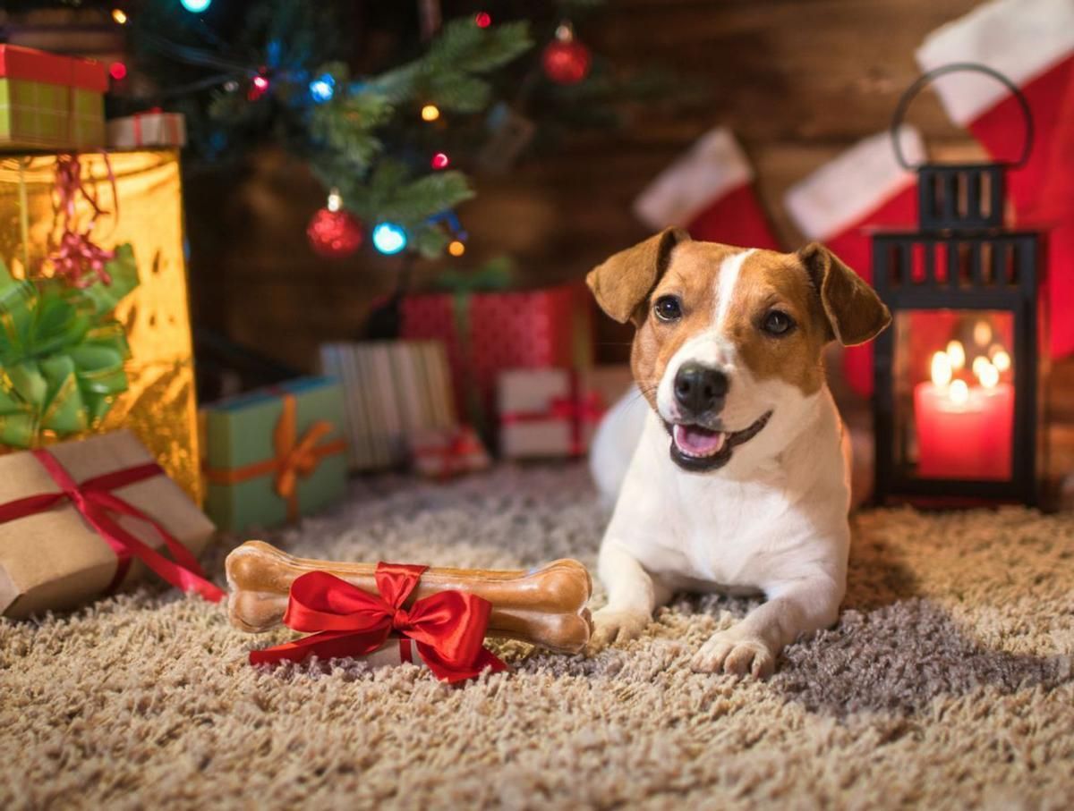 Un perro recibe un hueso por Navidad.