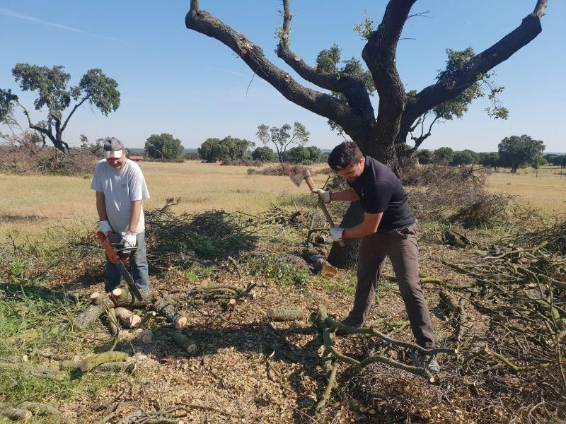 Recogida de las "dadas de leña" en Venialbo