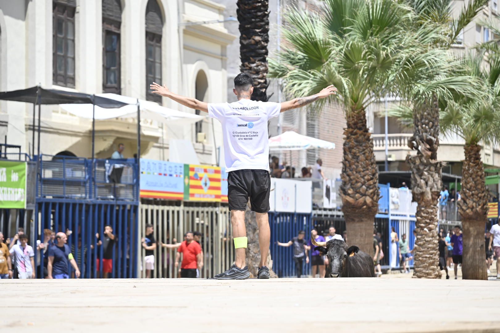 El ‘bou’ toma protagonismo mañana, tarde y noche en el Grau en fiestas