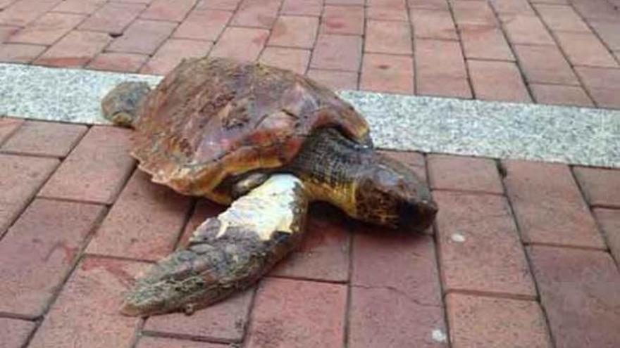 La tortuga rescatada ayer en el paseo de Las Canteras. | twitter policía local