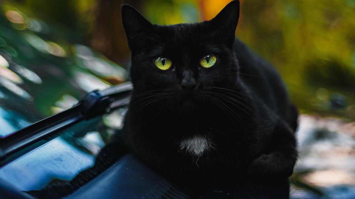 Gatos negros y Halloween: la leyenda negra.