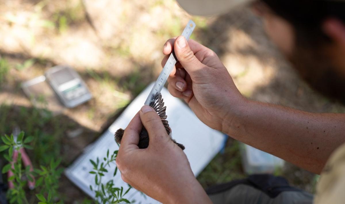Mesurant un ocell capturat per anellament científic