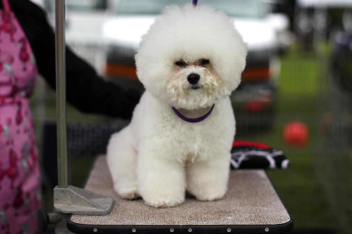 145è Westminster Kennel Club Dog Show