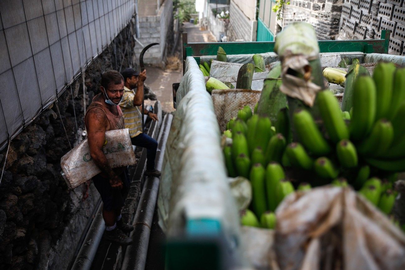 Agricultores recogen los plátanos de sus fincas llenas de ceniza del volcán en erupción en La Palma