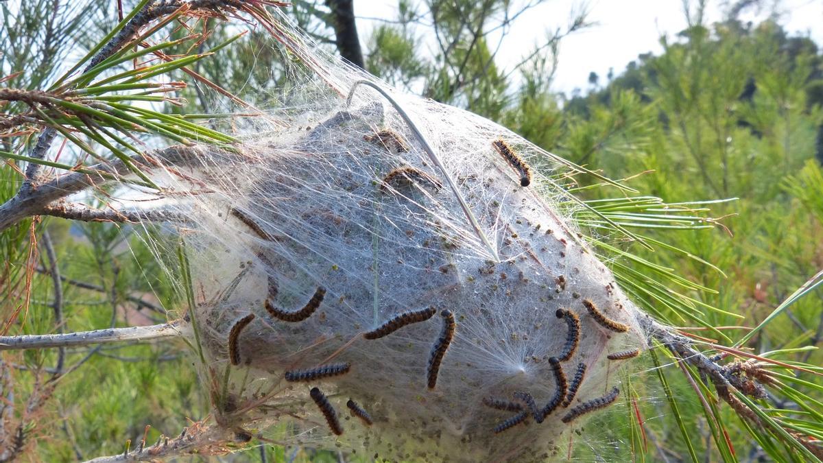 ORUGA PROCESIONARIA | Estos son los nidos de procesionaria del pino que podemos encontrar en bosques y zonas verdes.