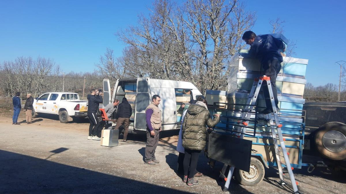 VÍDEO | Las colmenas empiezan a llega a la Culebra