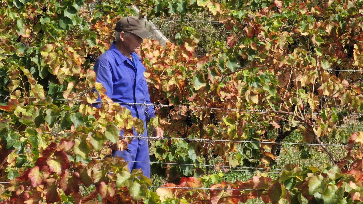 Un productor vendimia tinto Barrantes en una finca de Ribadumia para consumo propio, el domingo. | // M. MÉNDEZ