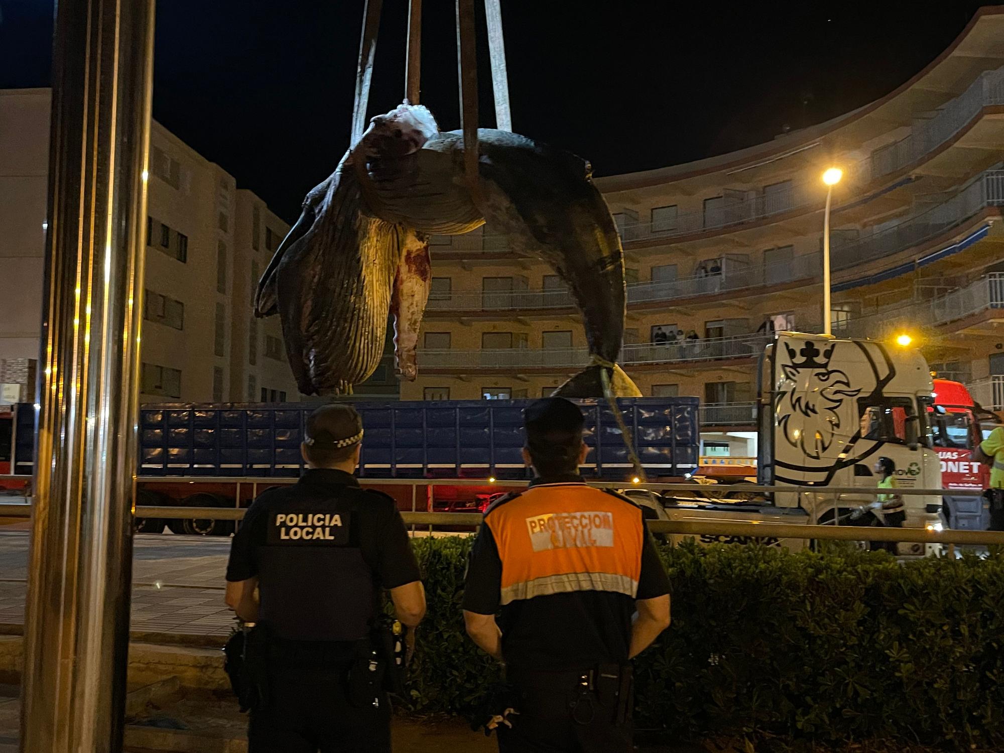 Operación final para el traslado de la ballena muerta en Tavernes