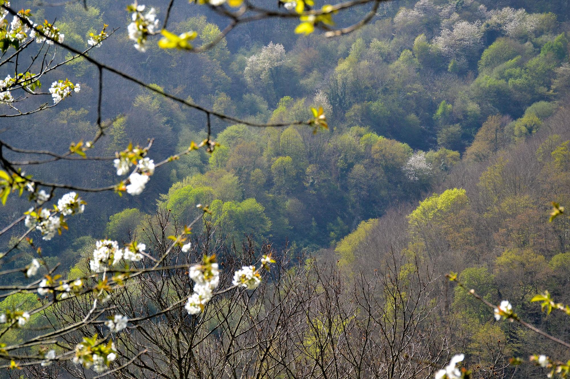 El bosque, en el entorno de la finca en Pando donde María Monge cultiva setas shiitake.
