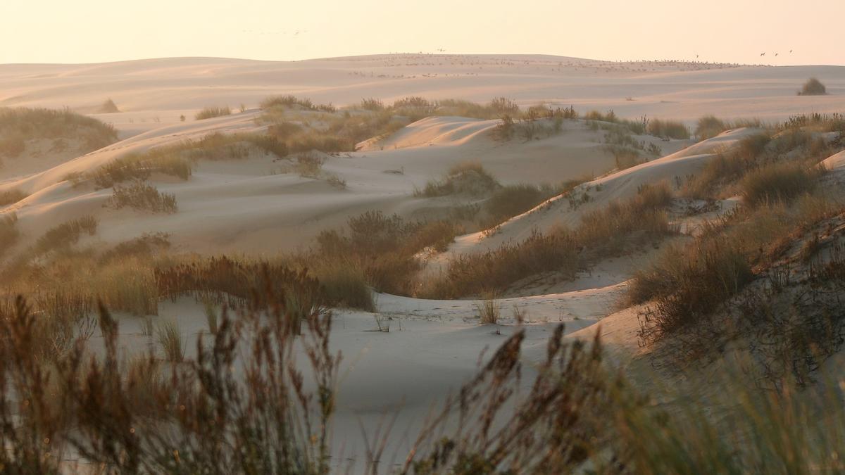 Dunas de la playa protegida del Espacio Natural de Doñana, ubicadas entre Matalascañas (Sevilla) y Sanlúcar de Barrameda (Cádiz)