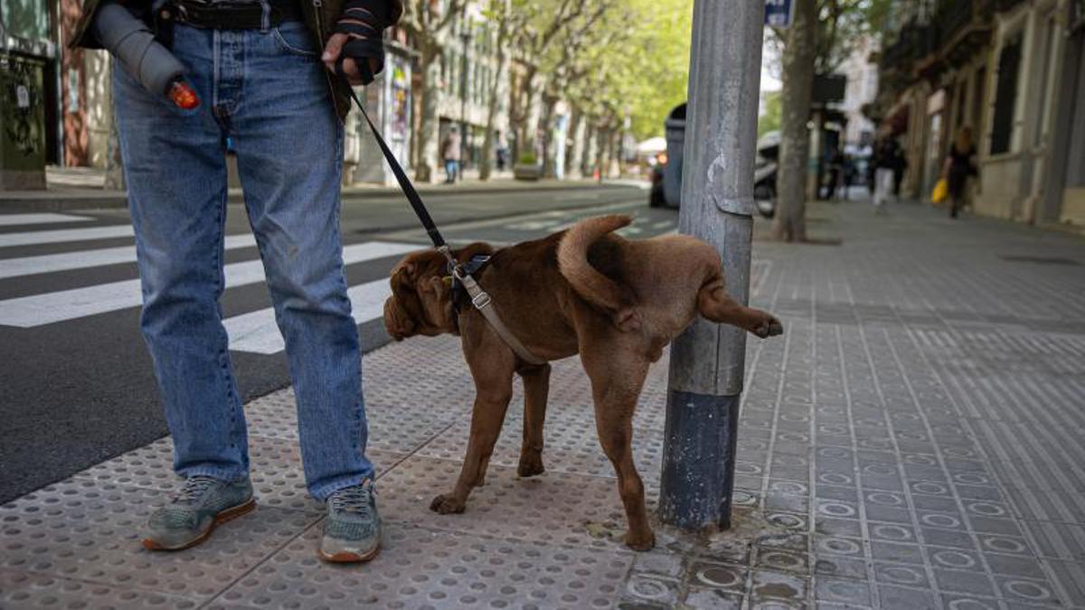 Reportaje sobre la obligatoriedad de tirar agua sobre la orina de los perros en Mataró