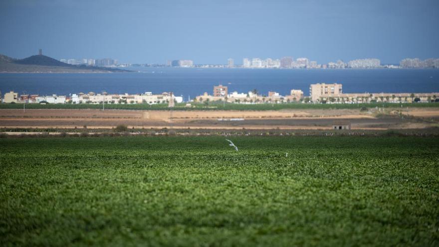 Bruselas quiere una condena para España por no atajar en Murcia la contaminación &quot;al alza&quot; por nitratos