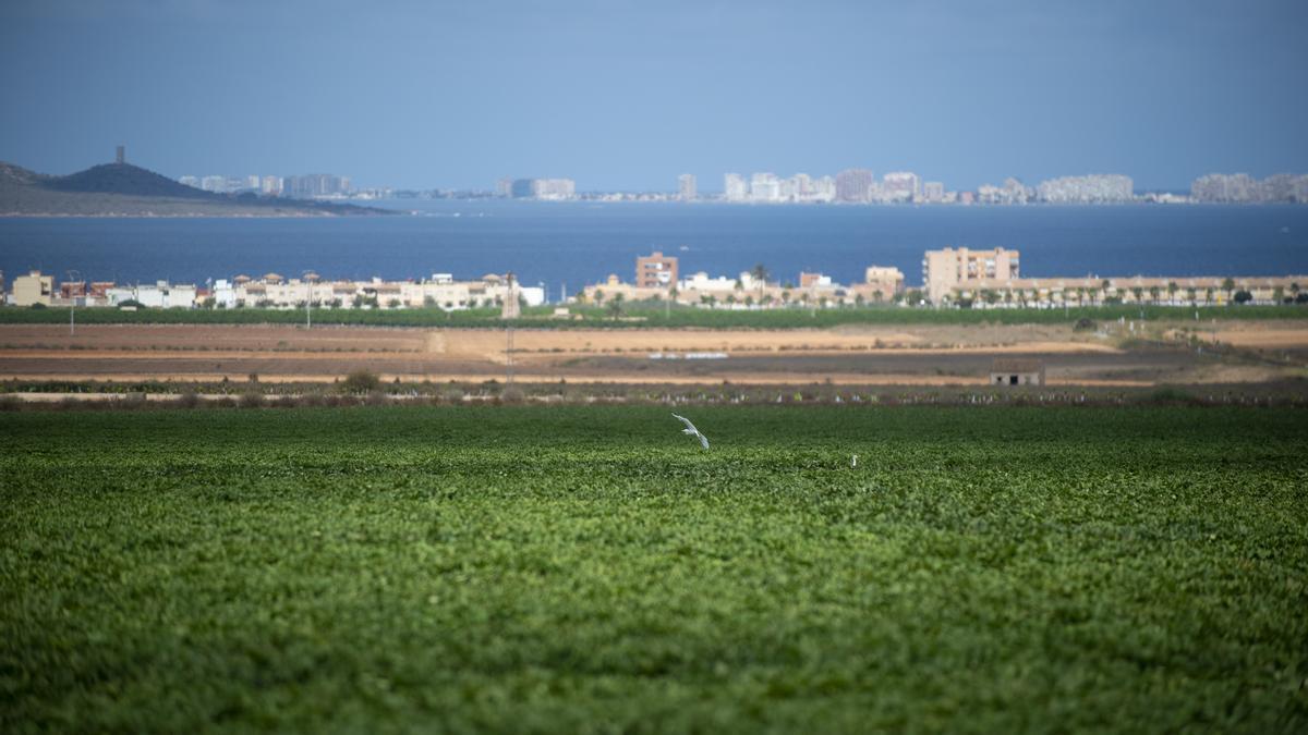 Cultivos de regadío en el entorno del Mar Menor.