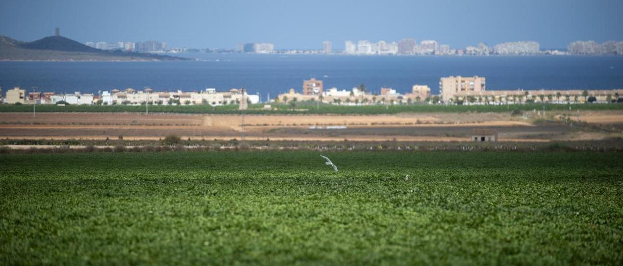 Cultivos de regadío en el entorno del Mar Menor.