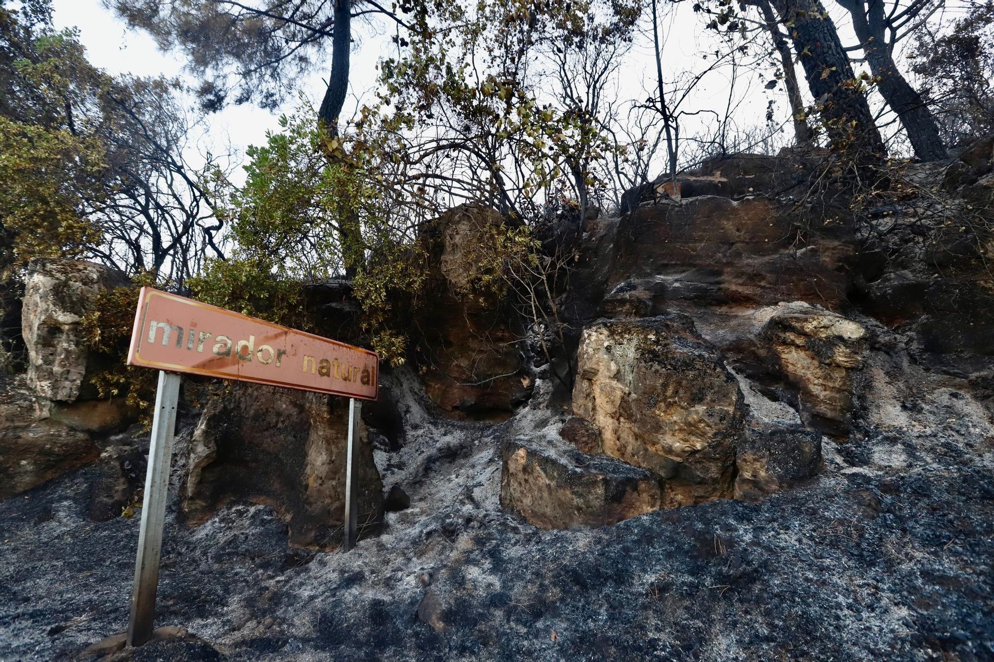 Así ha quedado la "zona cero" del incendio forestal en la sierra de Córdoba