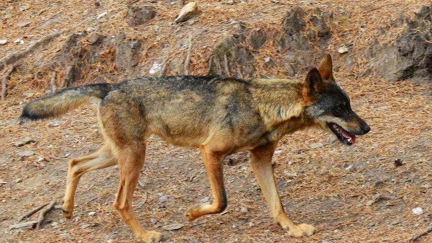 Cantabria apura al máximo la Ley y autoriza de urgencia cazar 41 lobos: &quot;Es necesario su control&quot;