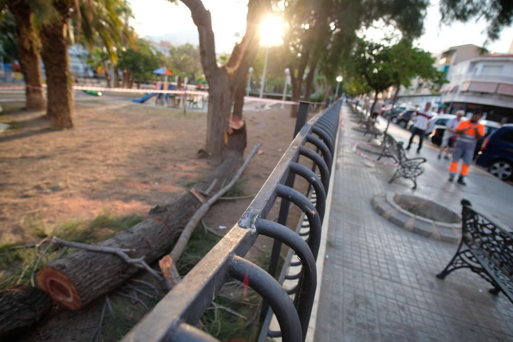 Cinco personas resultan heridas por la caída de la rama de un árbol en Elda