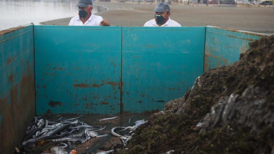 Contenedores con los peces muertos recogidos tras la DANA