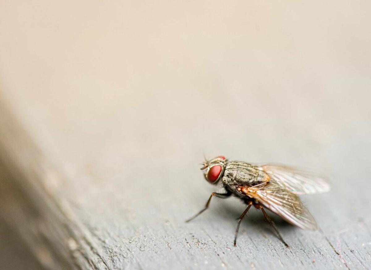 Cómo engañar a tu cerebro, y al de una mosca, para que escoja un alimento más saludable