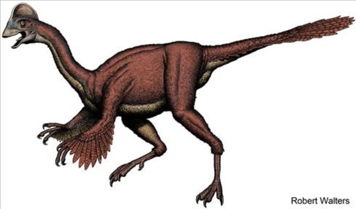 ’Anzu wyliei’, contemporani dels famosos Tyrannosaurus rex, és el dinosaure més semblant a les aus que es coneix. Era omnívor, vivia en planes inundades i menjava vegetals, petits animals i ous. Niava i incubava els ous fins a la seva eclosió, tenia els ossos buits, plomes i un bec similar al dels actuals lloros. L’espècie que feia uns 3,5 metres de llarg i 1,5 d’alt i pesava entre 200 i 300 quilos, va ser descoberta en un jaciment de Dakota del Sud (EUA) on es van trobar tres esquelets.