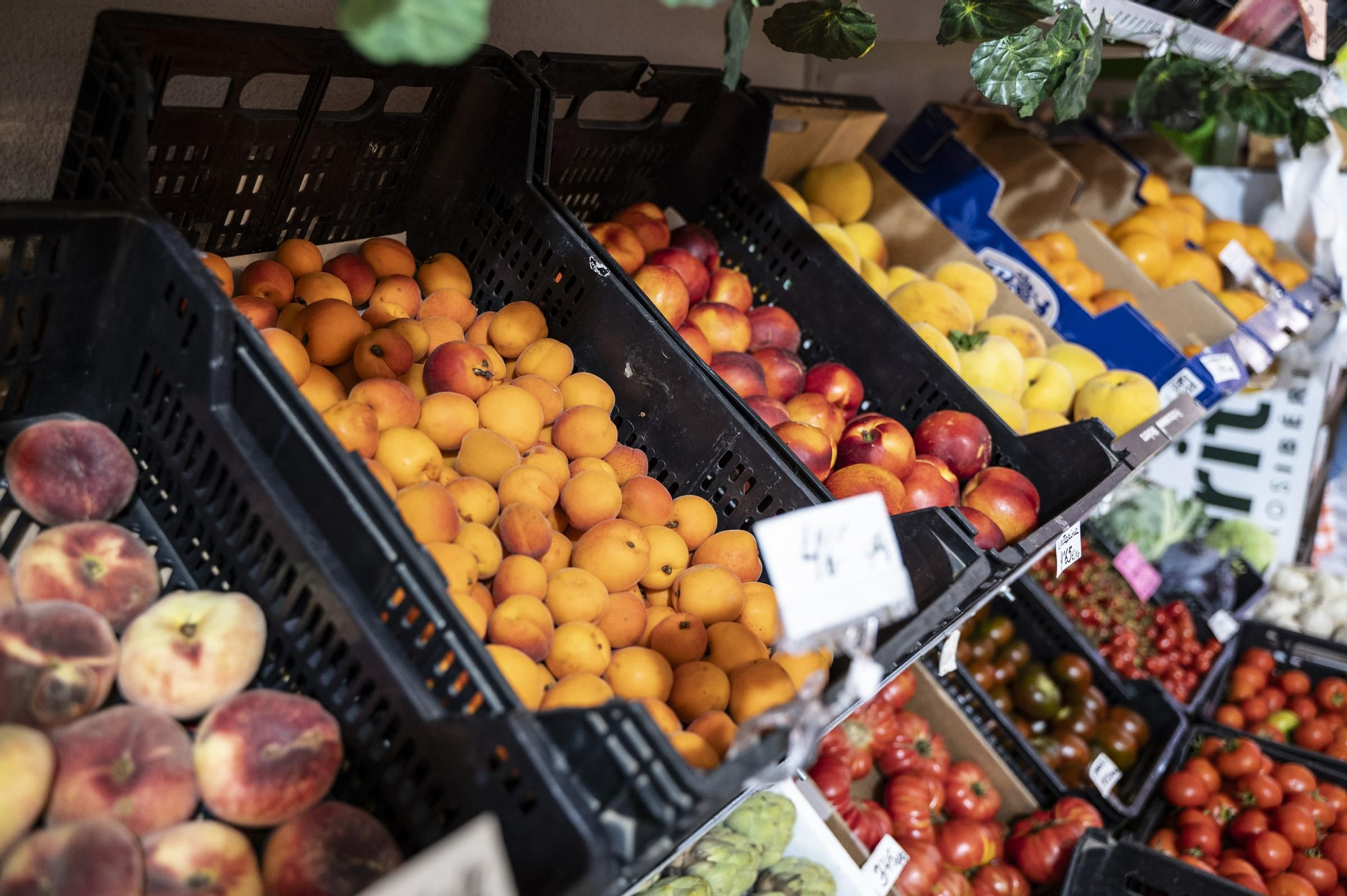 Llegan las frutas de hueso a los establecimientos comerciales