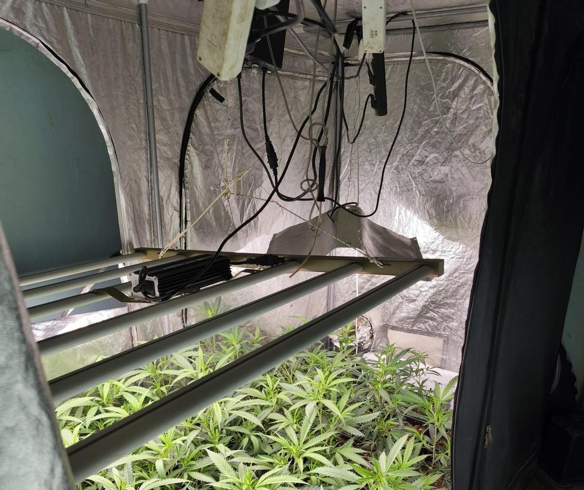Luces sobre unas plantas de marihuana