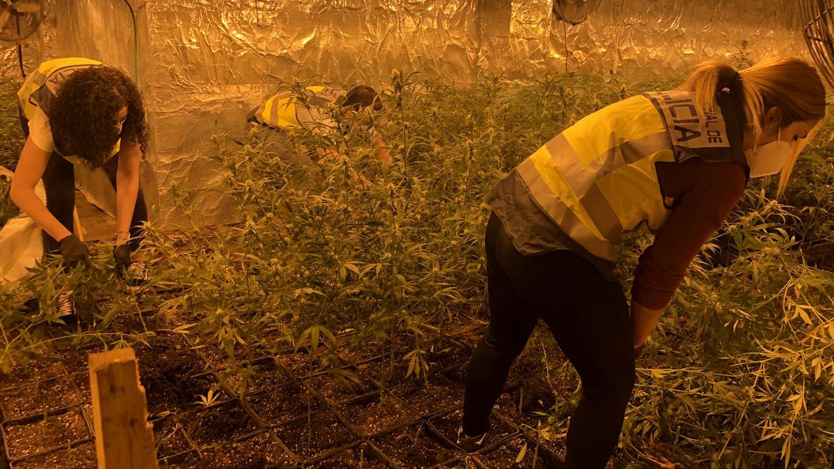 Plantación de marihuana con más de 2.100 plantas intervenidas en un chalé de Godelleta.
