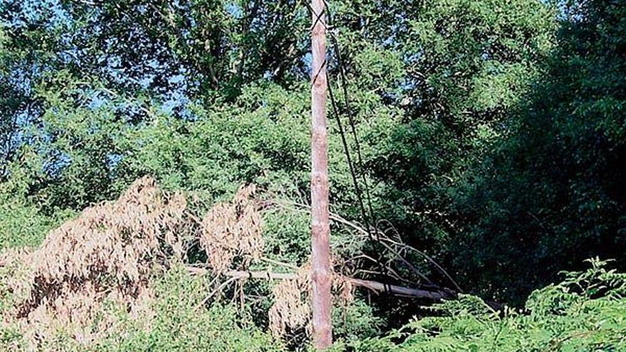 Un eucalipto lleva semanas caído sobre un poste de telecomunicaciones en la parroquia de Barcia.