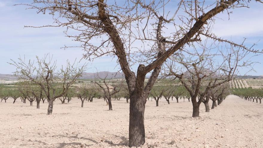 El sector de los frutos secos, al límite por la sequía &quot;rabiosa&quot;